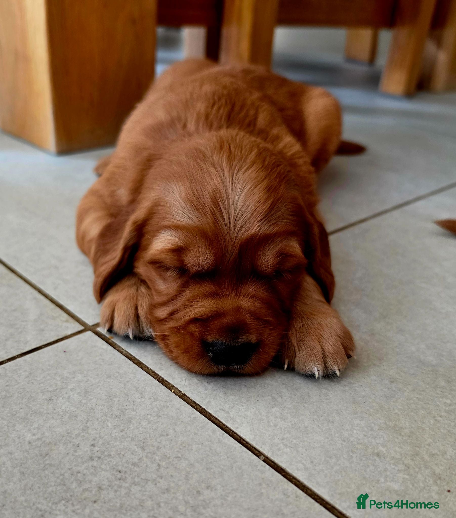 Golden Retriever dogs Stunning dark working golden retriever puppies - Advert 2