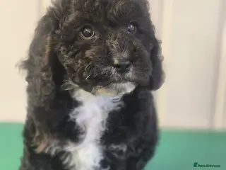 Cavapoo dogs F1B Cavapoo Puppies for Sale 🐶 3 Boys Left!! - Advert 4