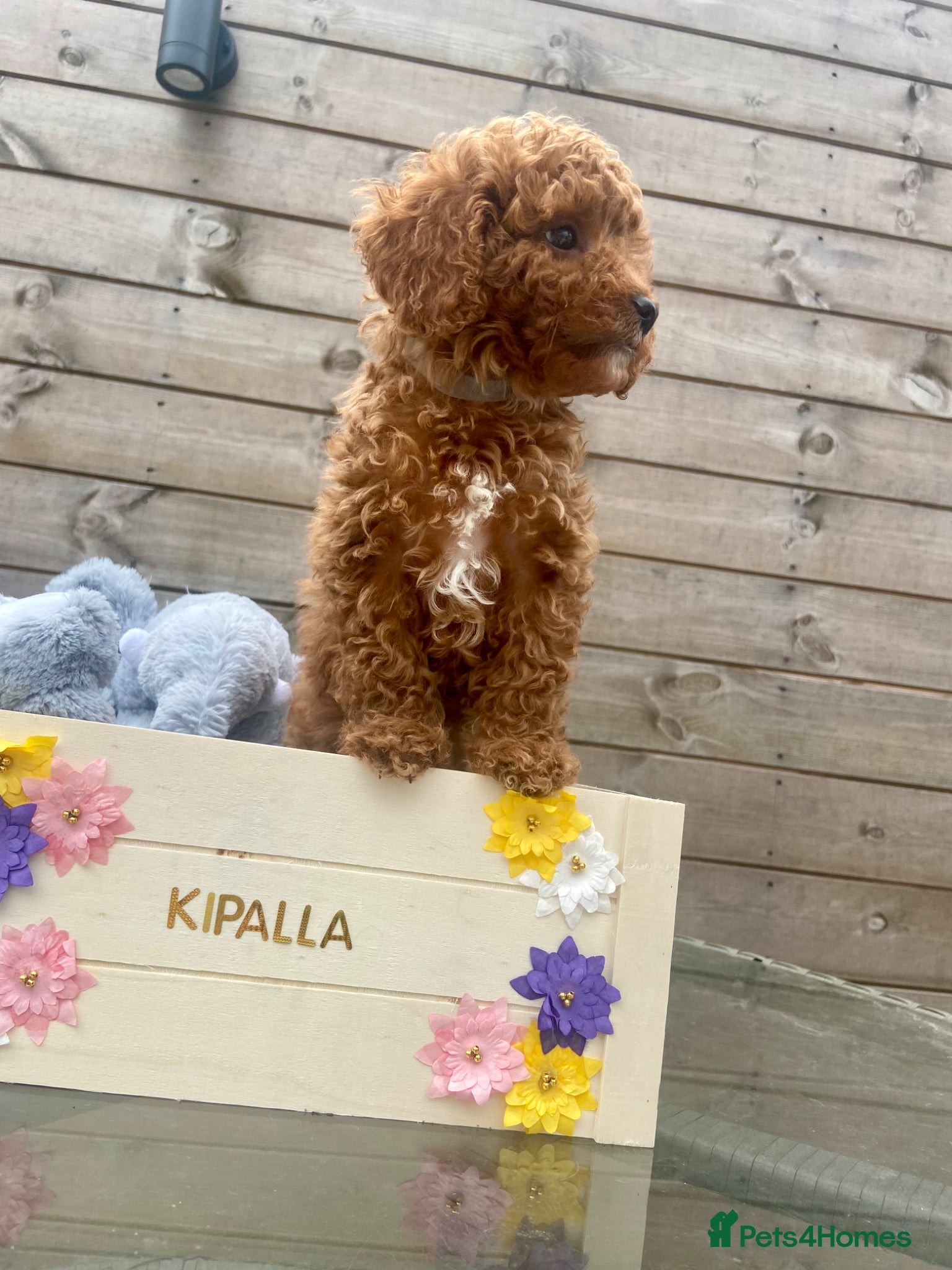 Cavapoo dogs small type toy F1B cavapoo puppies available  - Advert 2