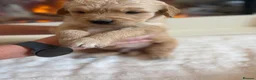 Golden Retriever dogs for sale: Golden retriever puppies  - Advert 8