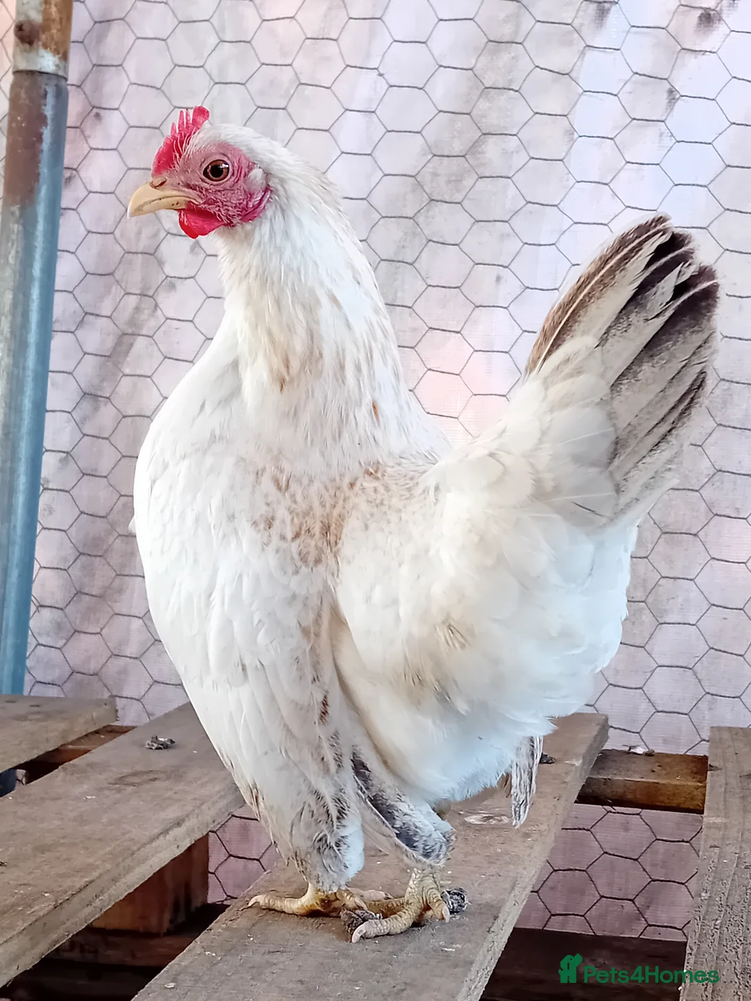 Chickens poultry for sale: ✨ Pair of Beautiful Serama Hens – Mini Chickens ✨ - Advert 2