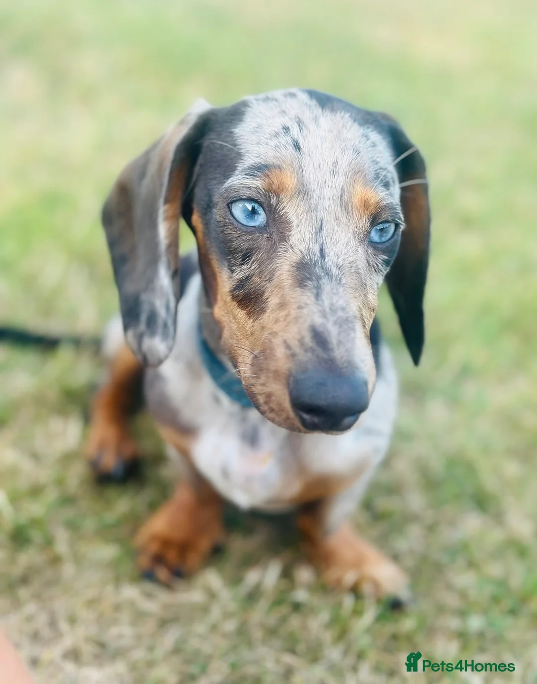 Dachshund dogs for sale: Dachshund  - Advert 1