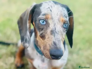 Dachshund dogs Dachshund - Advert 1