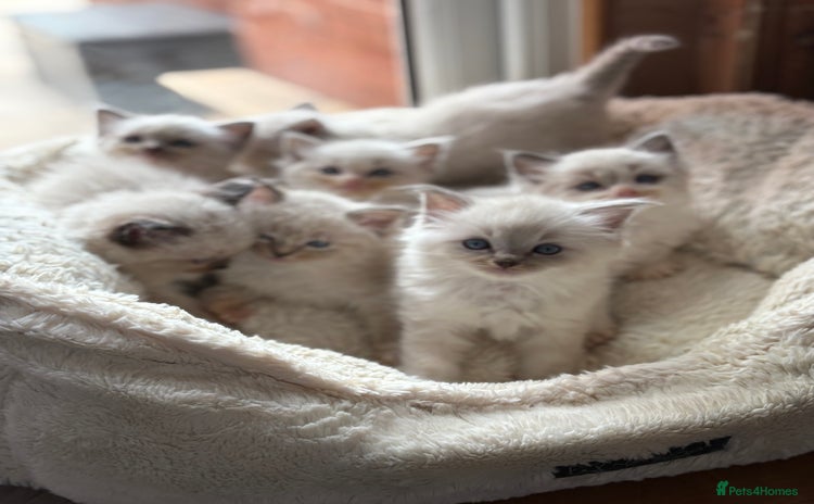 Ragdoll cats - Advert 4