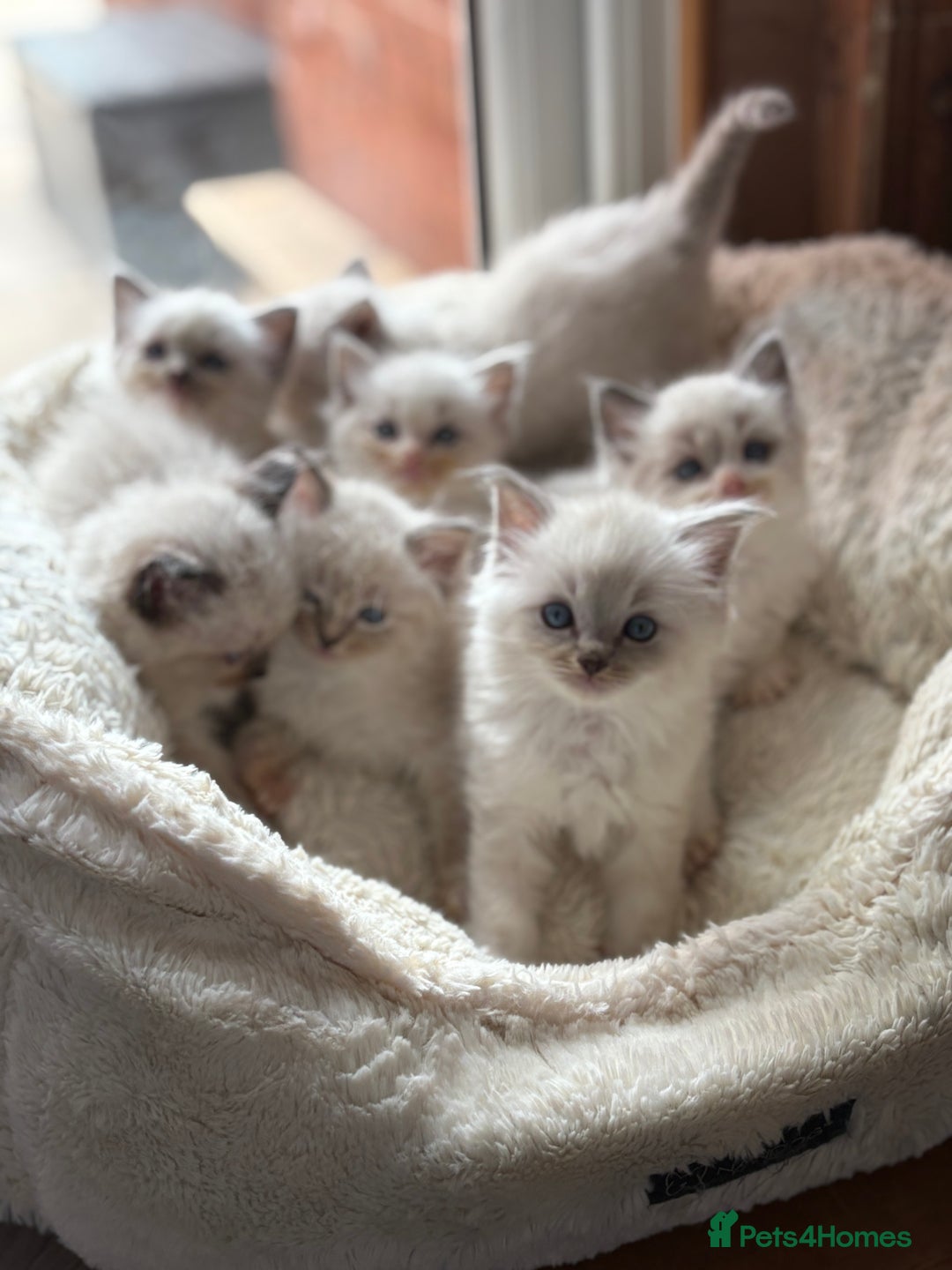 Ragdoll cats for sale: One gorgeous boy,  Luxury pedigree. - Image 1