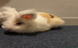 Lionhead rabbits for sale: 2 Handsome double-maned lionheads  - Advert 4