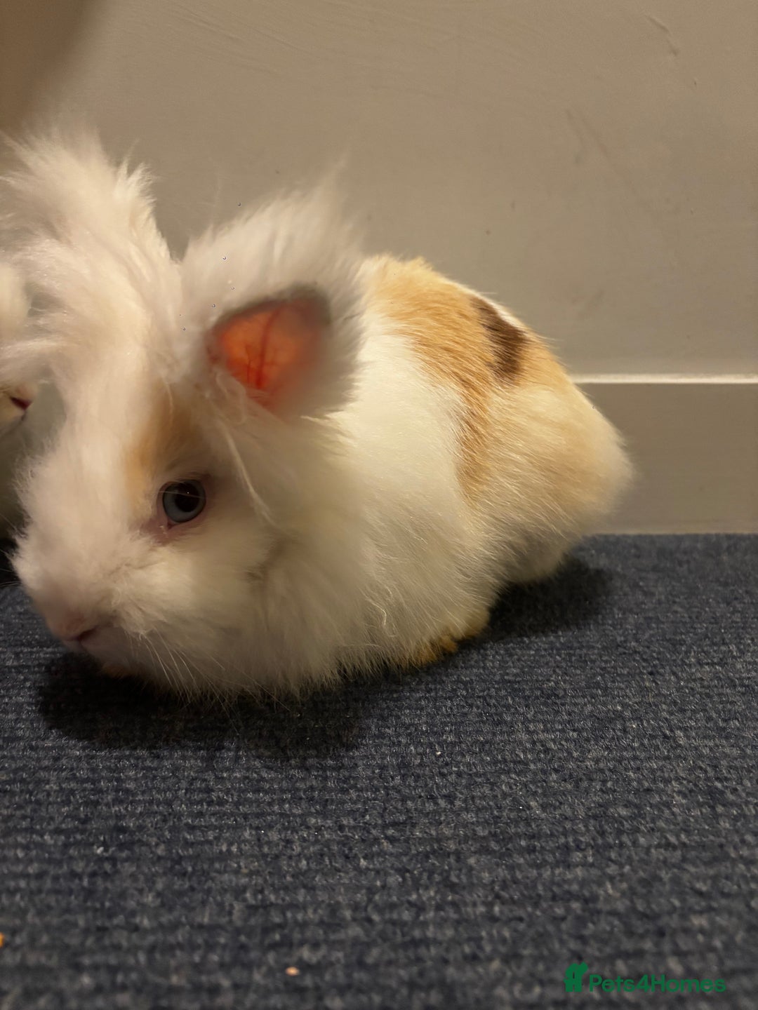 Lionhead rabbits for sale: 2 Handsome double-maned lionheads  - Advert 4