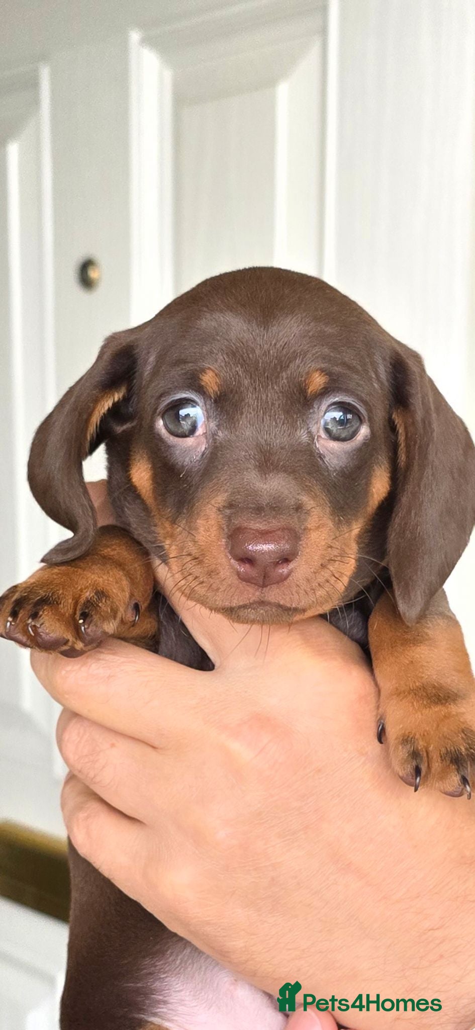 Miniature Dachshund dogs Miniature dachshund - Advert 2