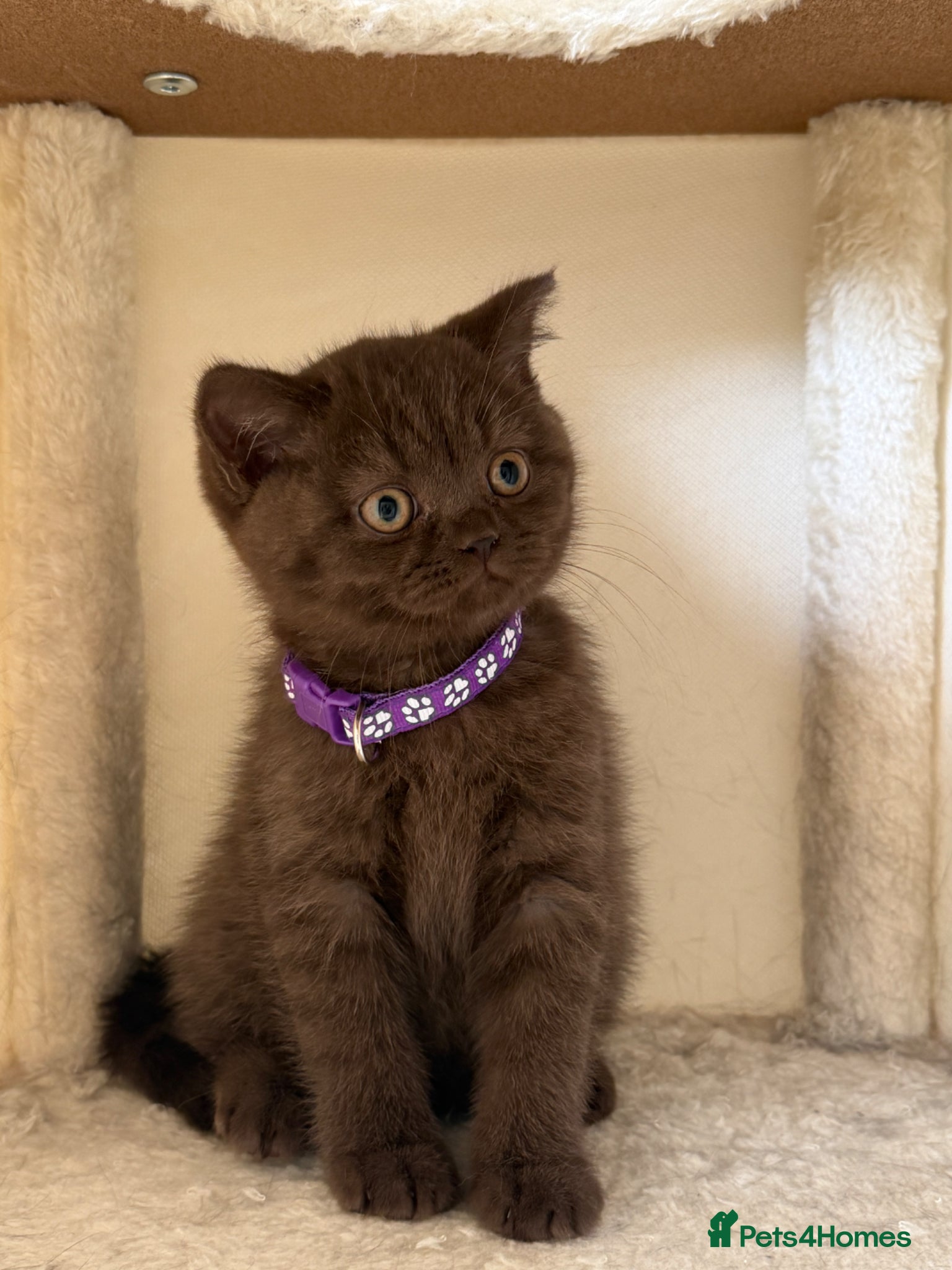 British Shorthair cats Beautiful chunky British shorthair kittens - Advert 1