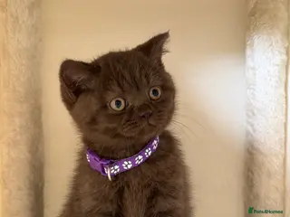 British Shorthair cats Beautiful chunky British shorthair kittens - Advert 1