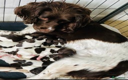 English Springer Spaniel dogs for sale: Liver and white springer spaniel’s  - Advert 7