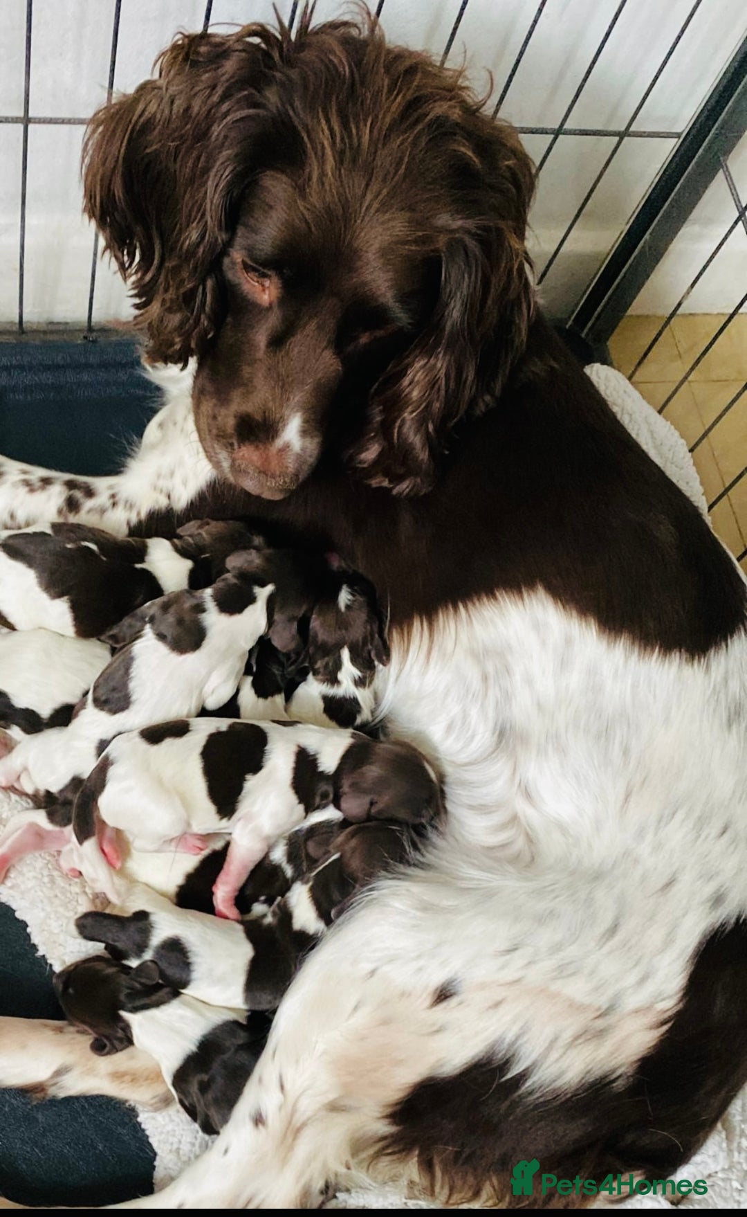 English Springer Spaniel dogs for sale: Liver and white springer spaniel’s  - Advert 7
