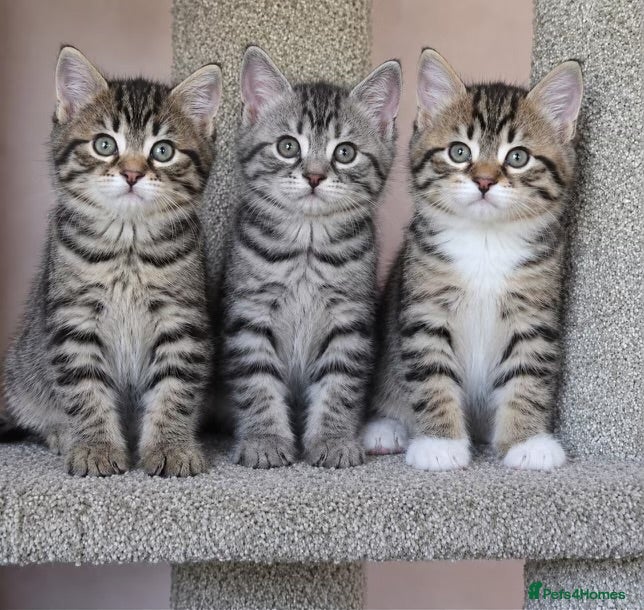 Mixed Breed cats Cute tabby kittens 8 weeks - Advert 1