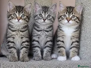 Mixed Breed cats Cute tabby kittens 8 weeks - Advert 1