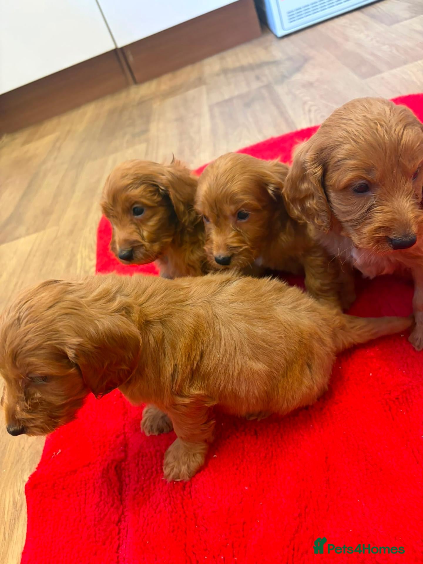 Cockapoo dogs F1 Cockapoo pups for sale - Advert 1
