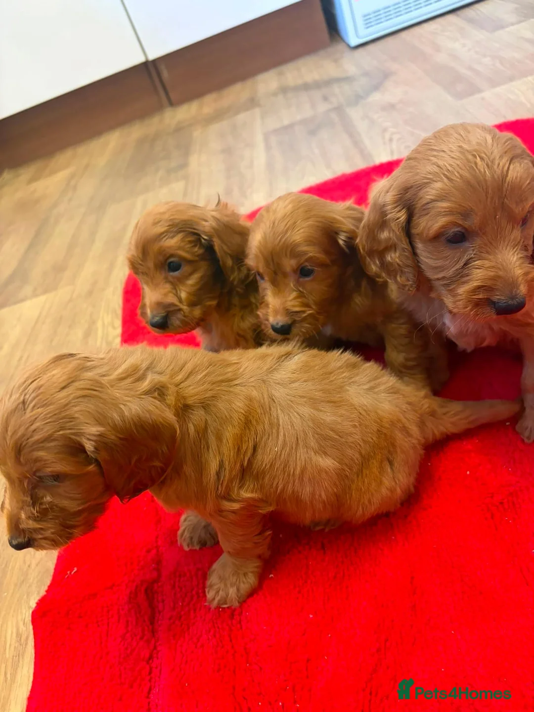 Cockapoo dogs for sale: F1 Cockapoo pups for sale - Advert 1
