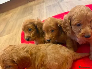 Cockapoo dogs F1 Cockapoo pups for sale - Advert 1