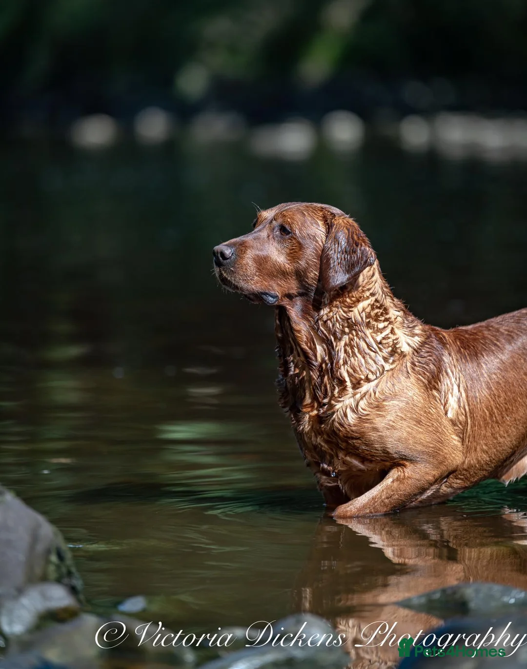 Labrador Retriever dogs for stud: Fox red labrador for stud- FULLY HEALTH TESTED  in Leyburn - Advert 7