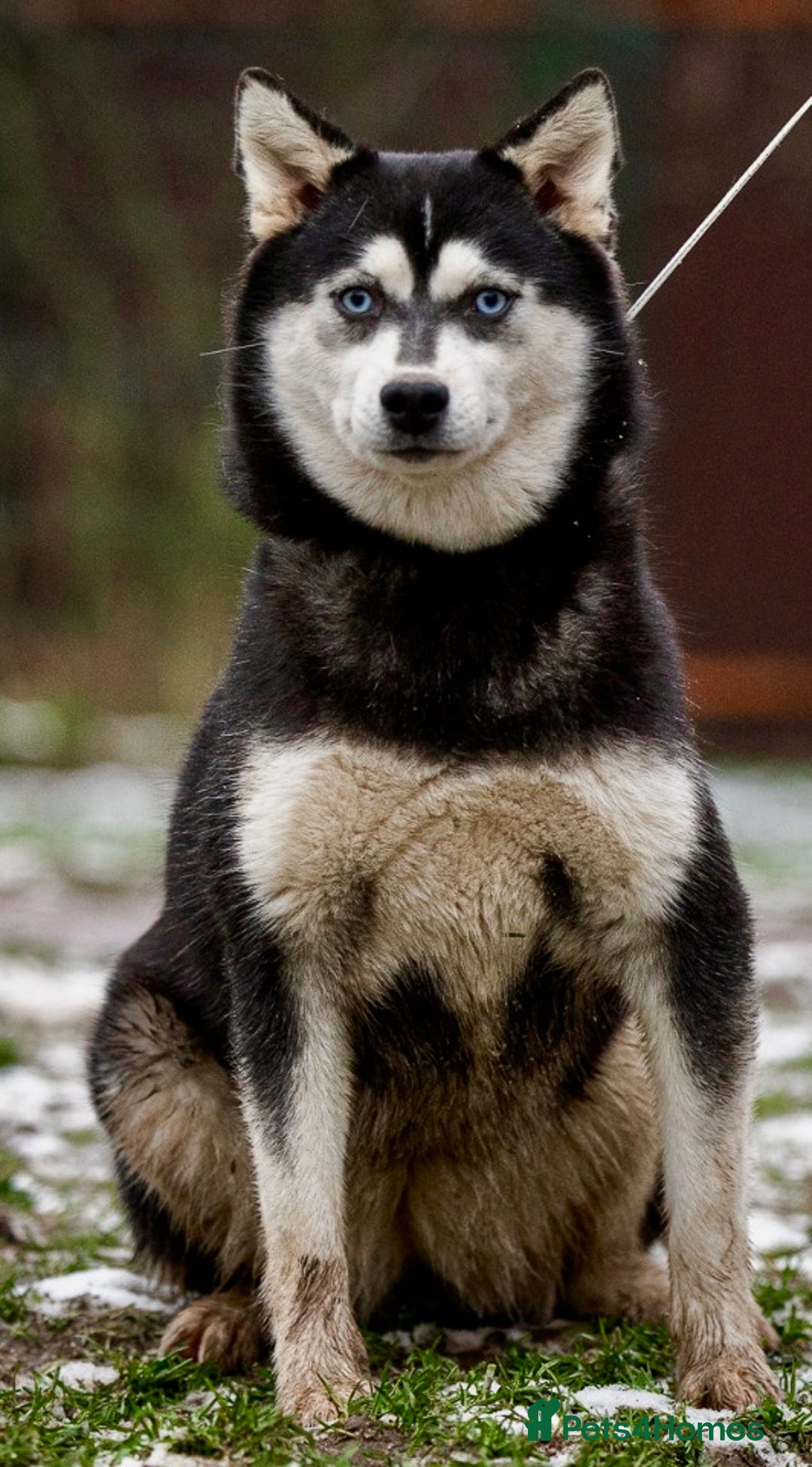 Pomsky dogs for adoption: LARA – Blue-eyed, Female Pomsky  - Advert 4