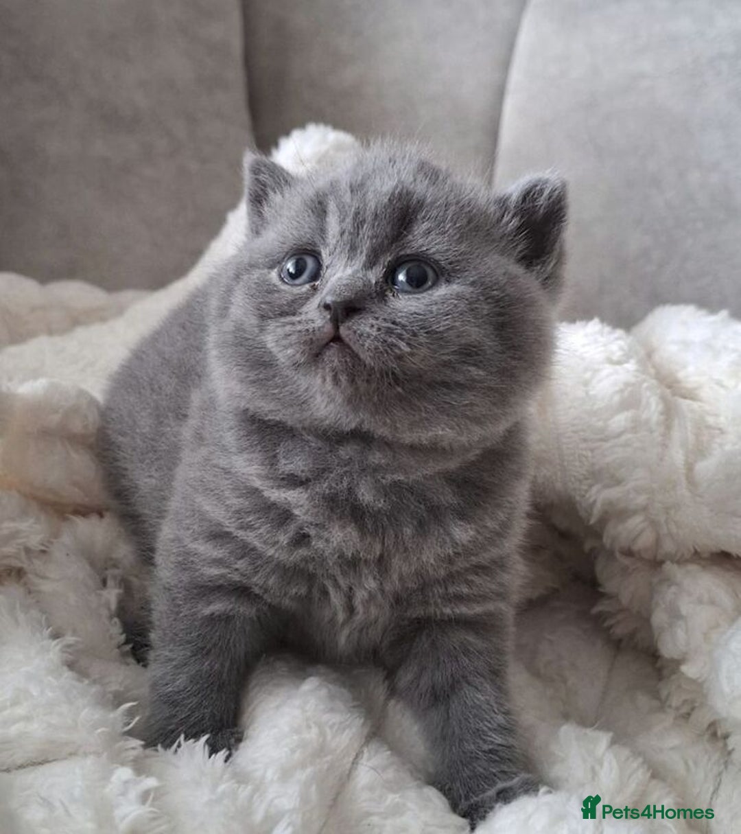 British Shorthair cats for sale: Friendly BSH kittens - Image 3