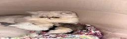 Persian cats for sale: Adorable Silver tipped Persian Boy  in Porthcawl - Advert 30