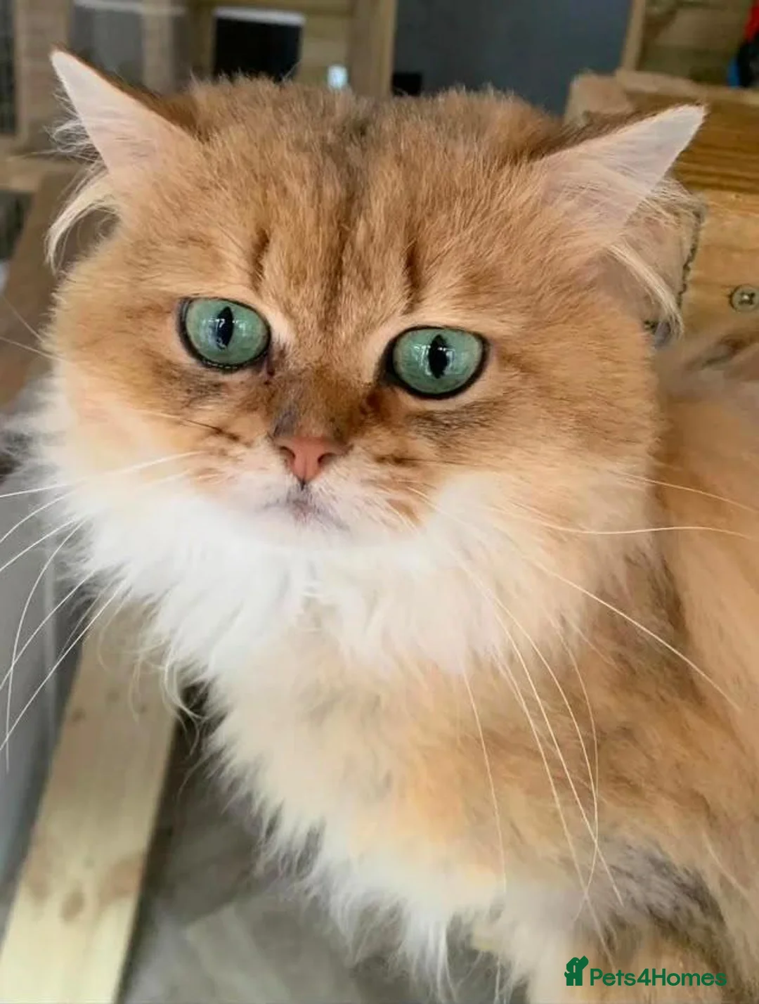 British Shorthair cats for stud: Gccf british reg golden series all colours - Advert 13
