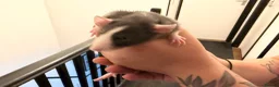 Rat rodents for sale: Adorable baby dumbo rats  - Advert 33