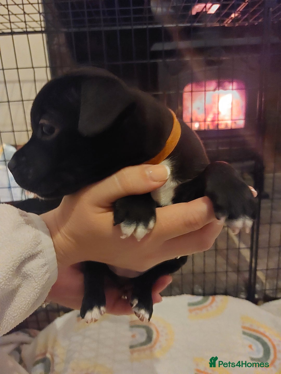 Staffordshire Bull Terrier dogs for sale: *2 left* Stunning Chunky KC Staffy Pups - Image 18