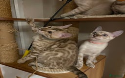 Bengal cats for sale:  Beautiful Bengal ready to reserve - Image 4