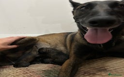 Belgian Shepherd Dog dogs for sale: Belgian Malinois puppies  - Image 8