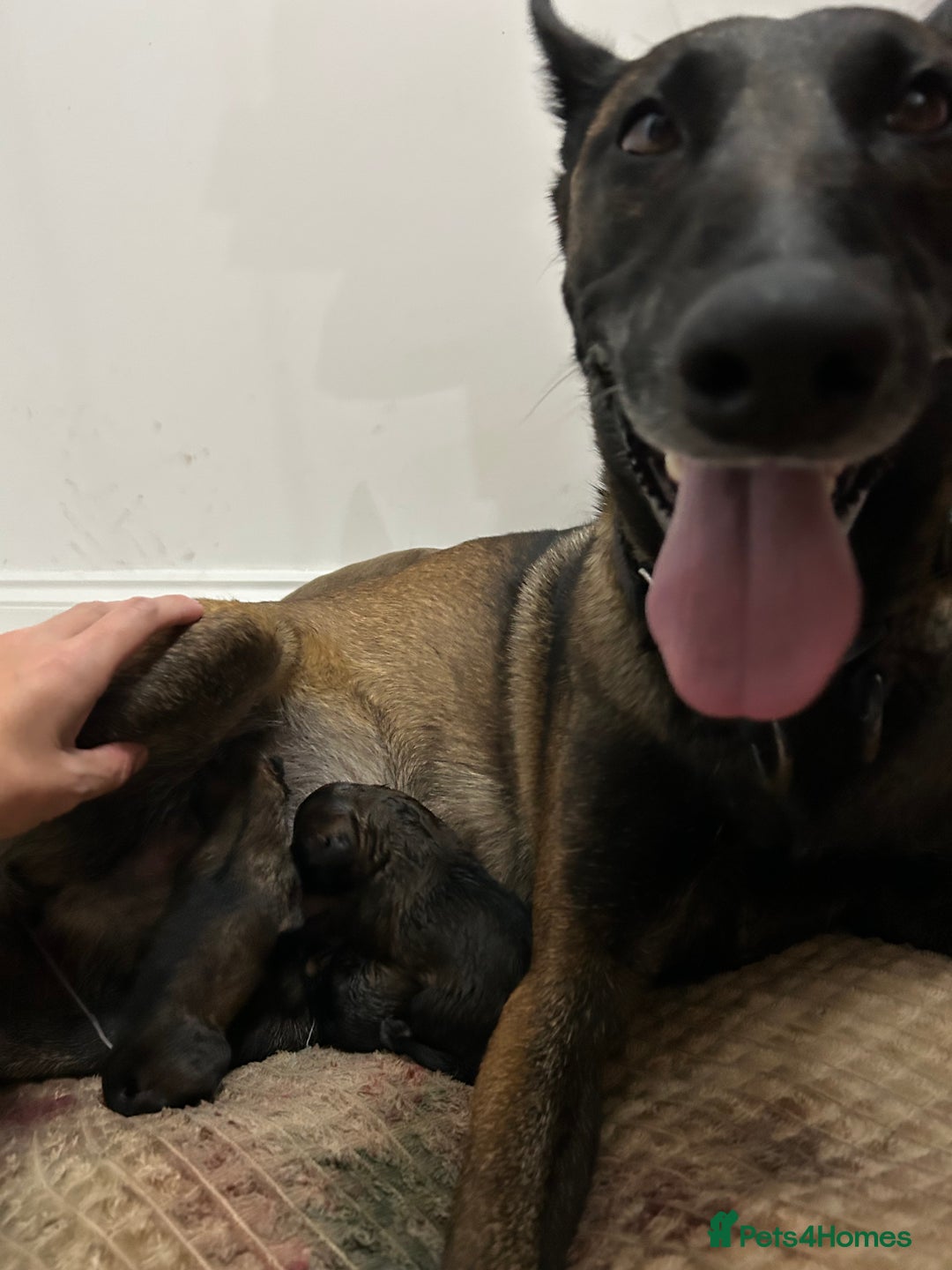 Belgian Shepherd Dog dogs for sale: Belgian Malinois puppies  - Image 8
