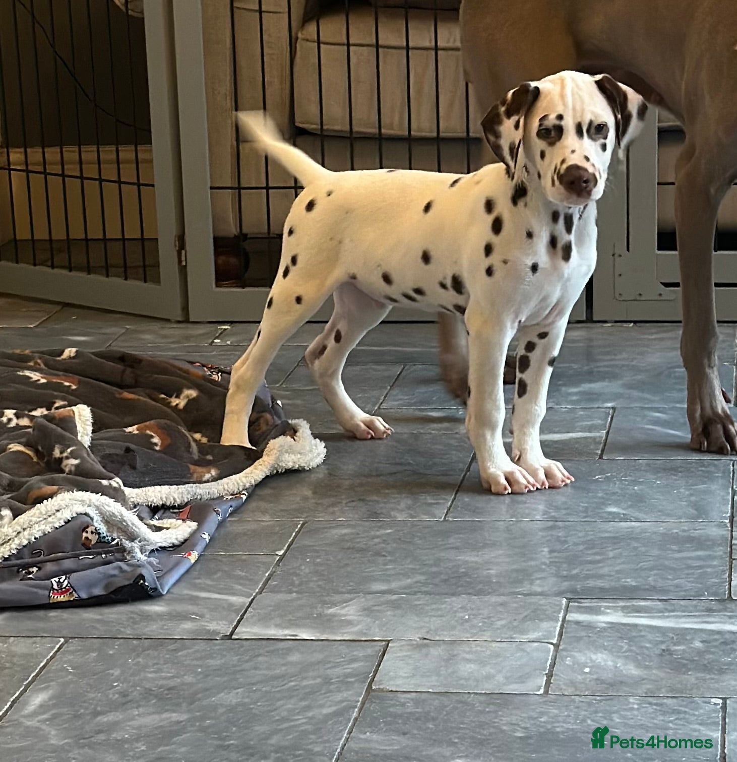 Dalmatian dogs 1 boy available  - Advert 6