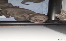 Staffordshire Bull Terrier dogs for sale: Staffordshire Bull Terrier Puppies - Image 12