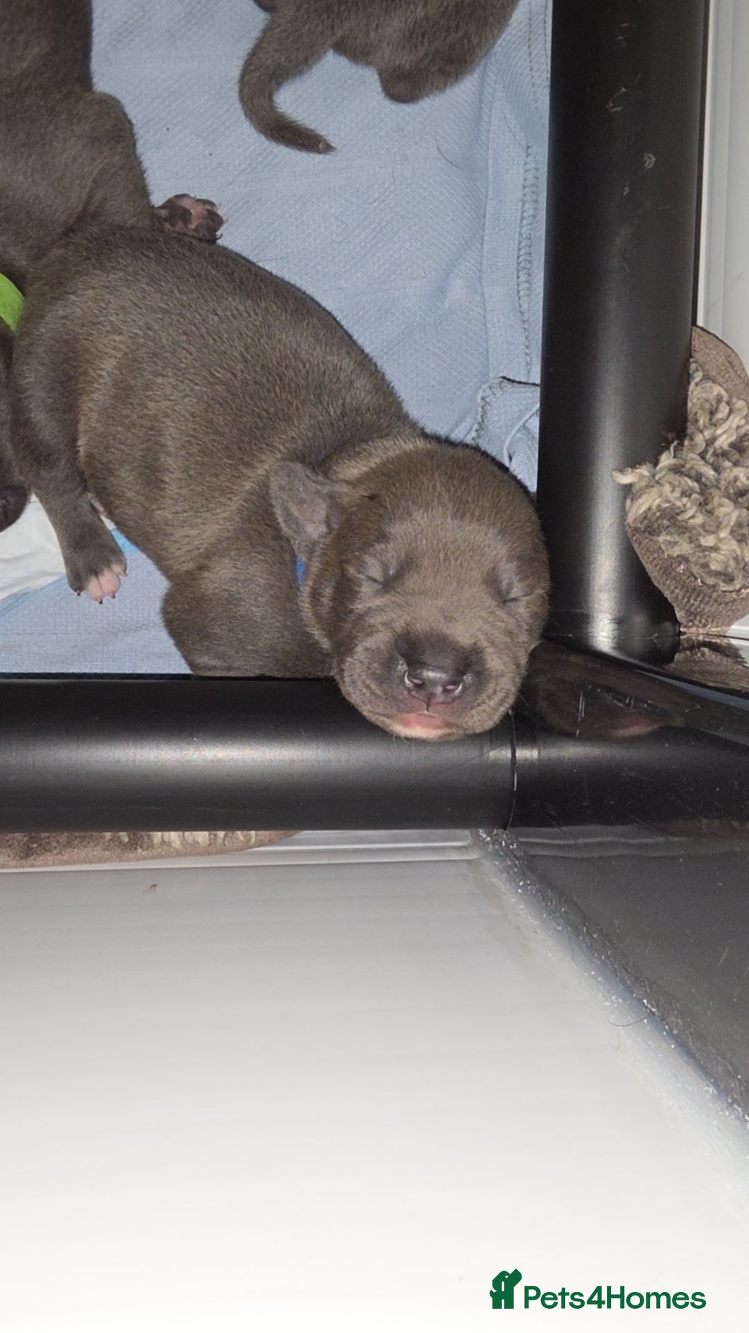 Staffordshire Bull Terrier dogs for sale: Staffordshire Bull Terrier Puppies - Image 12