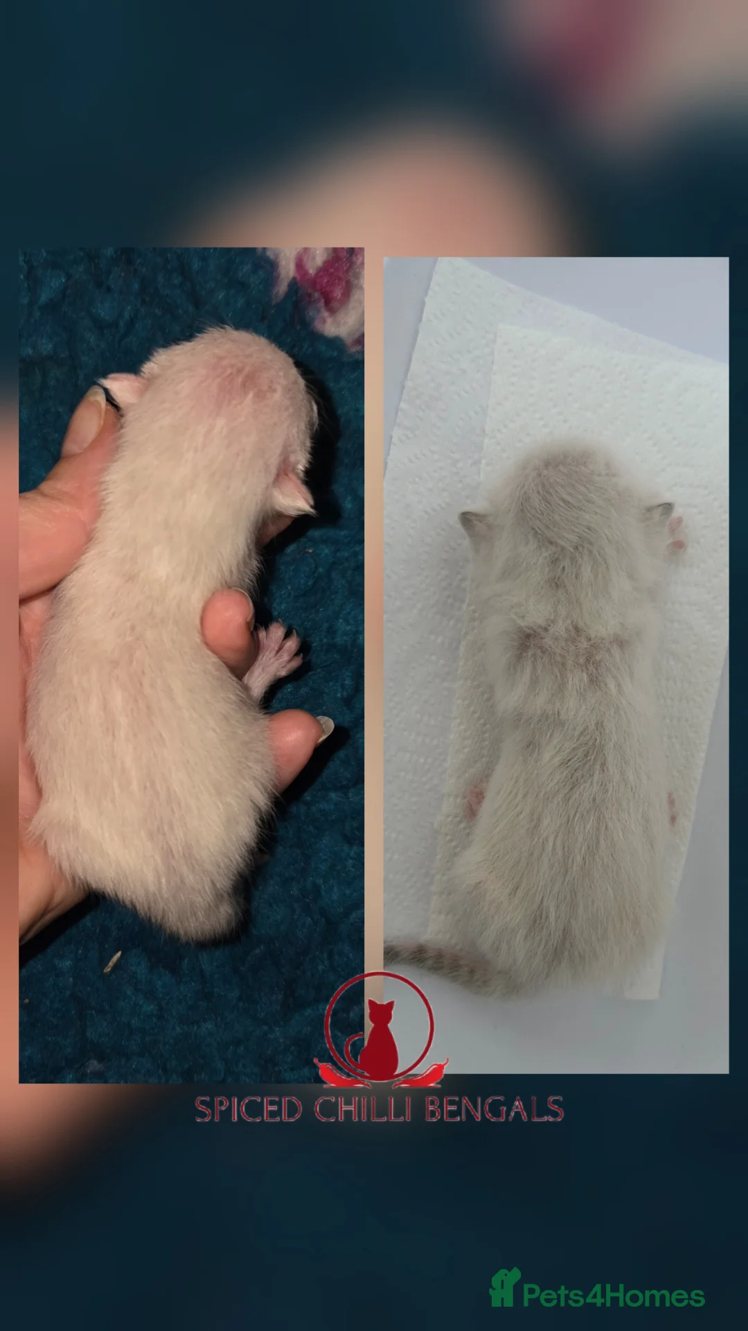 Bengal cats for sale: 🌟6 x CHAMPION BENGALS KITTENS🌟 - Advert 4