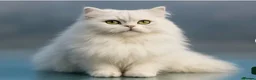 Persian cats for sale: Pure Persian silver chinchilla - Advert 2