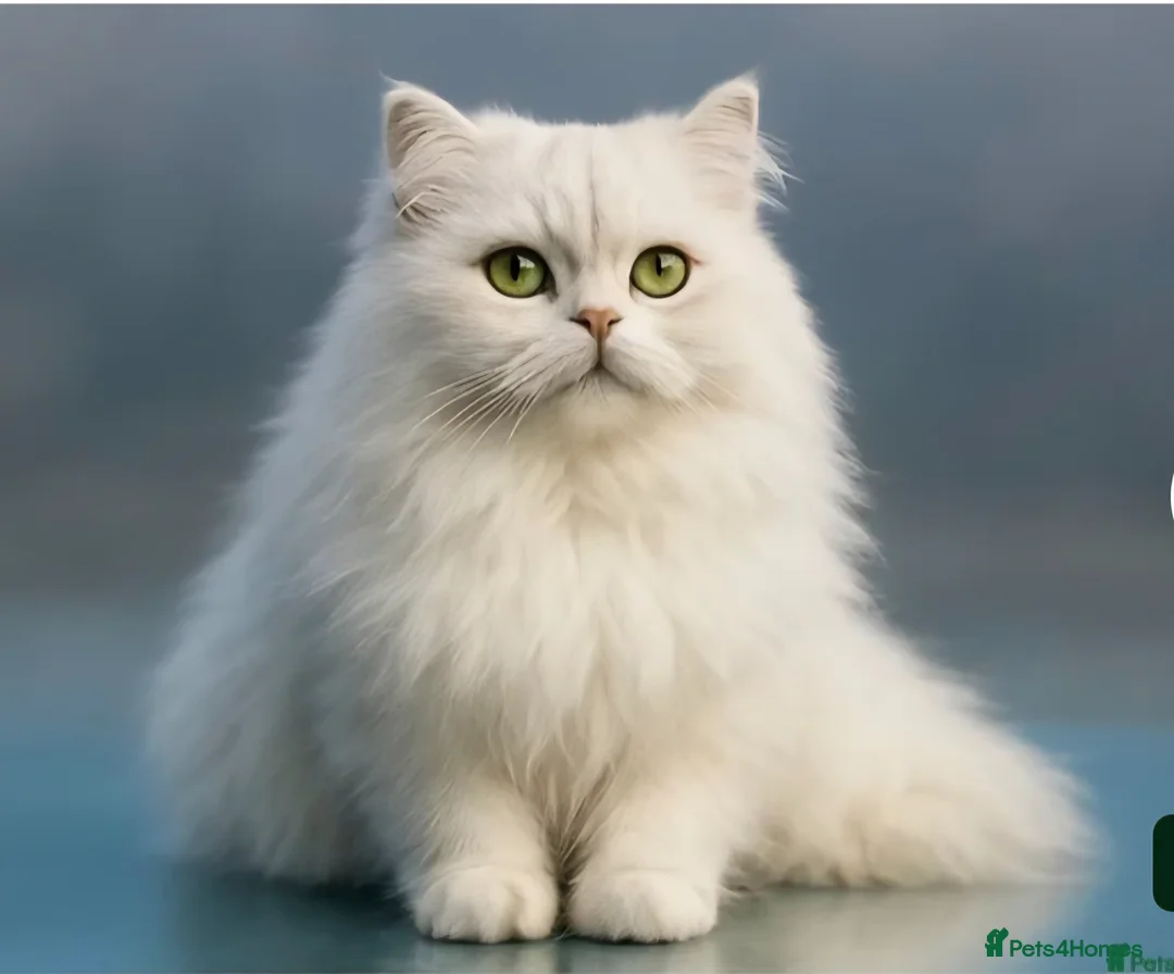 Persian cats for sale: Pure Persian silver chinchilla - Advert 2