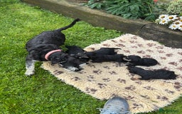 Mixed Breed dogs for sale: F1 MINI SCHNOODLE PUPPIES  - Image 5