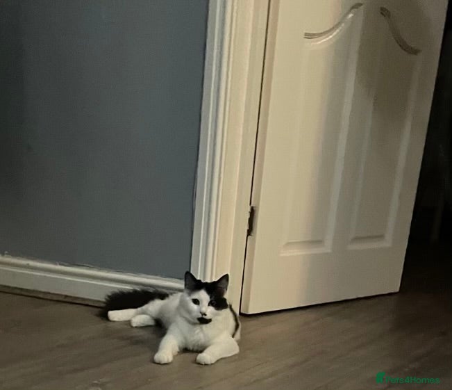 Mixed Breed cats Lovely Long Haired Cow Cat - Advert 1