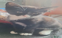 Mixed Breed cats for sale: 2 kittens one male one female - Image 9