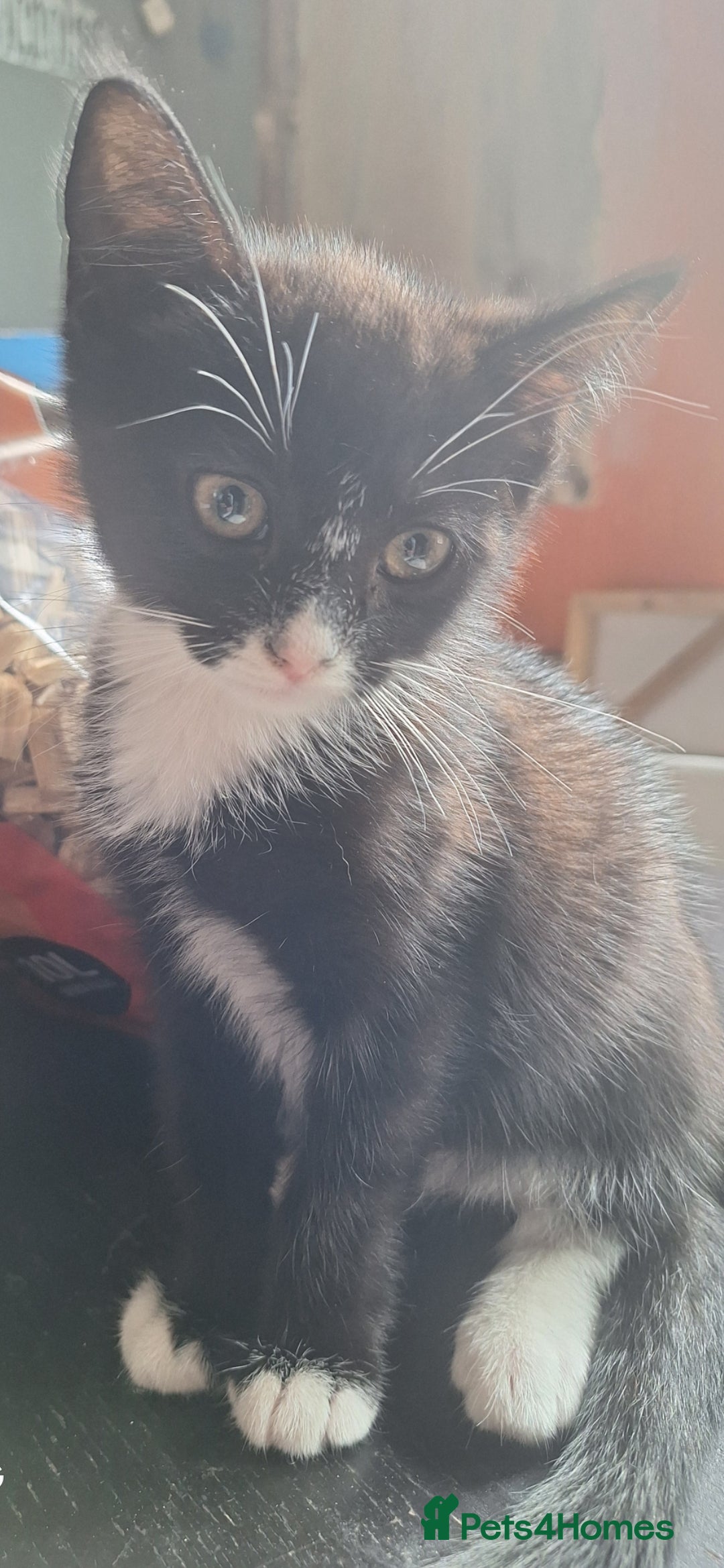 Mixed Breed cats for sale: 2 kittens one male one female - Image 9