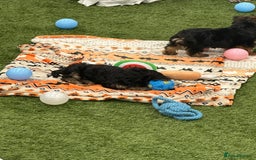 Yorkshire Terrier dogs for sale: 7 male Yorkshire terriers ready to leave.  - Image 23