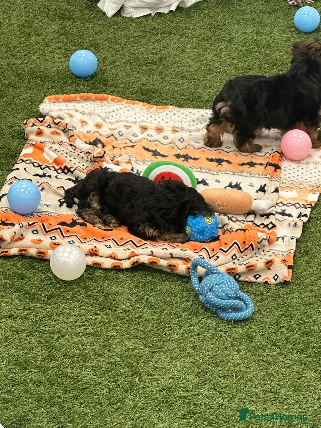 Yorkshire Terrier dogs for sale: 7 male Yorkshire terriers ready to leave.  - Image 23