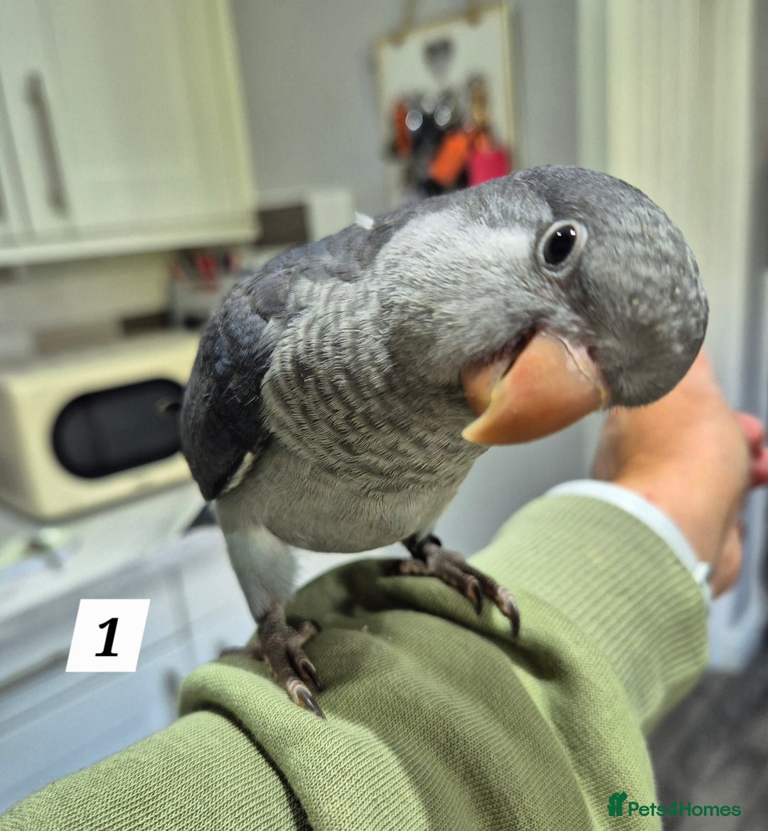 Parrots birds for sale: Handreared baby Quaker parrots Dna tested - Image 1
