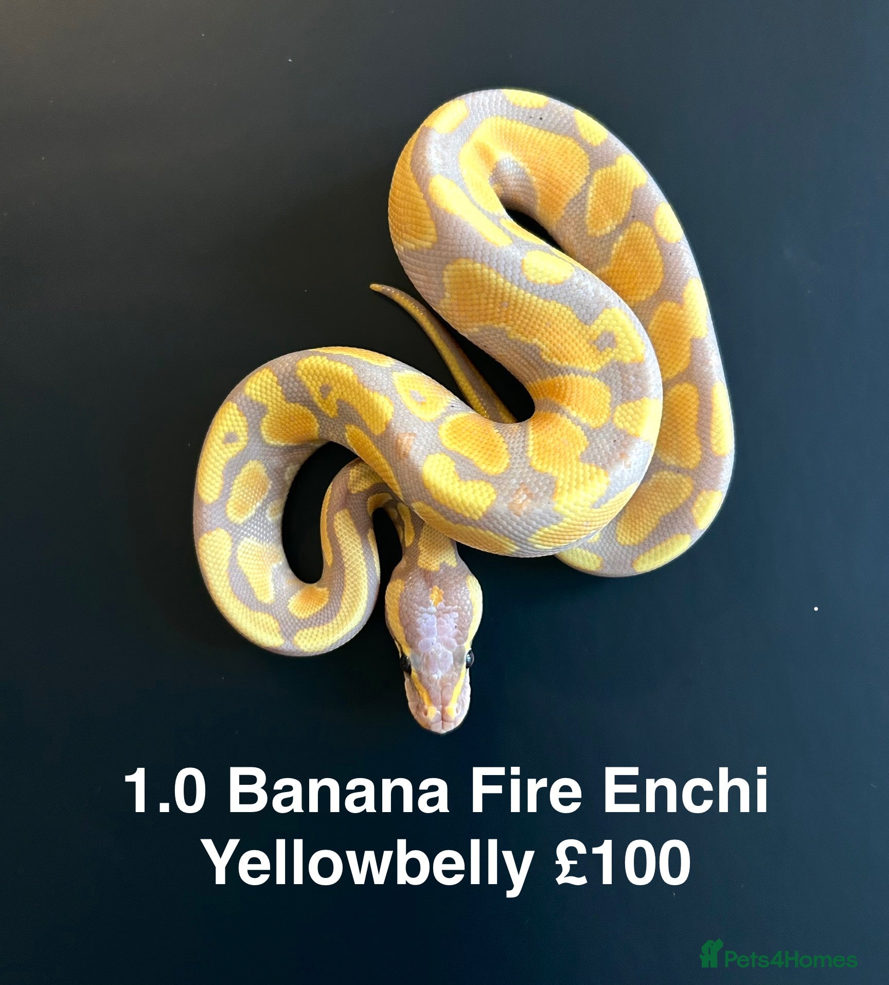 Python Snake reptiles Royal Pythons  - Advert 10