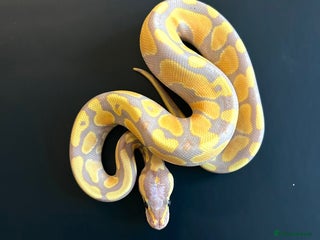 Python Snake reptiles Royal Pythons - Advert 1