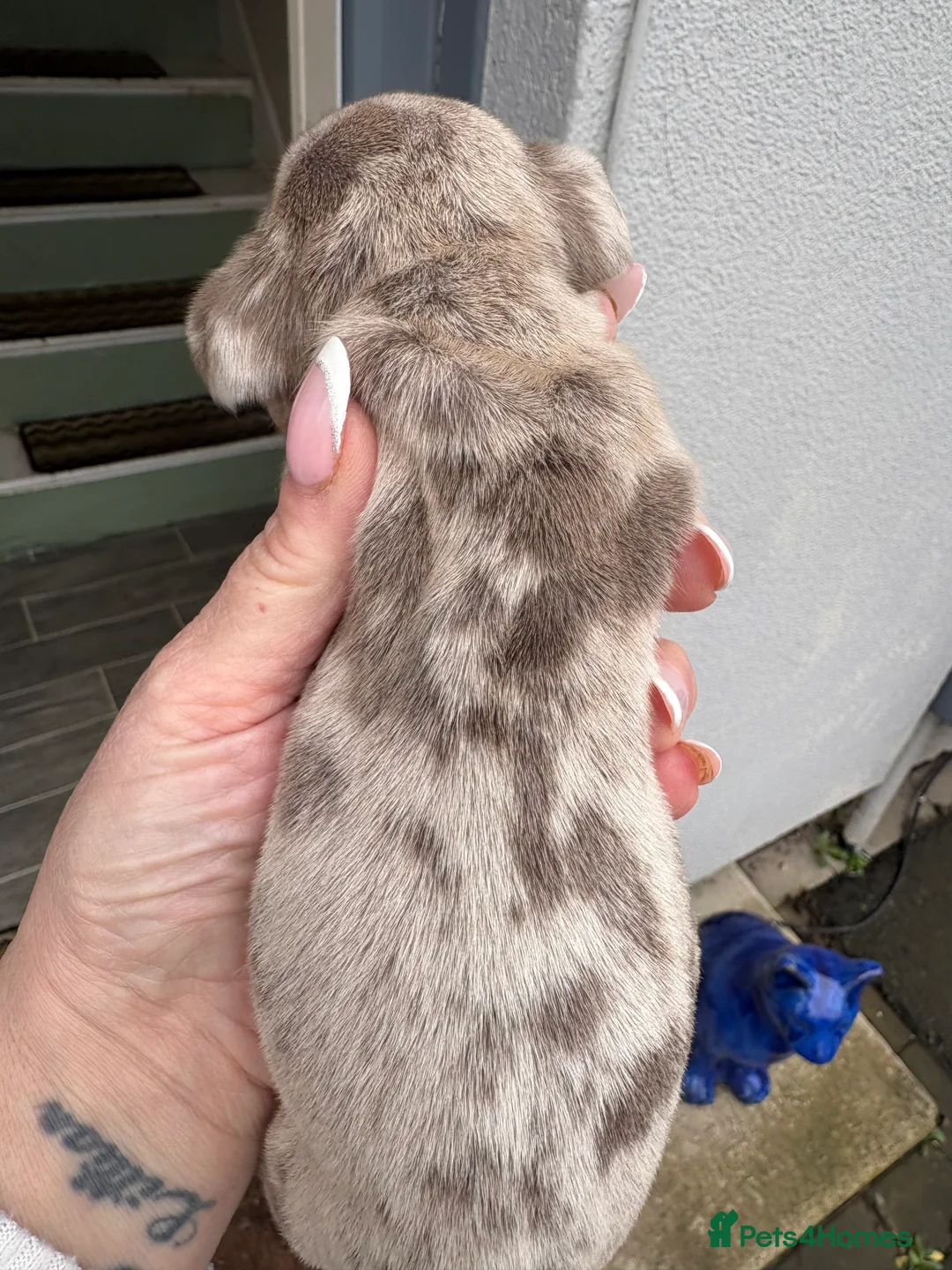 Dachshund dogs for sale: Stunning pedigree dauchound  male puppy  - Advert 5