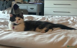 Mixed Breed cats for sale: X2 black and white fluffy girl kittens left - Image 5