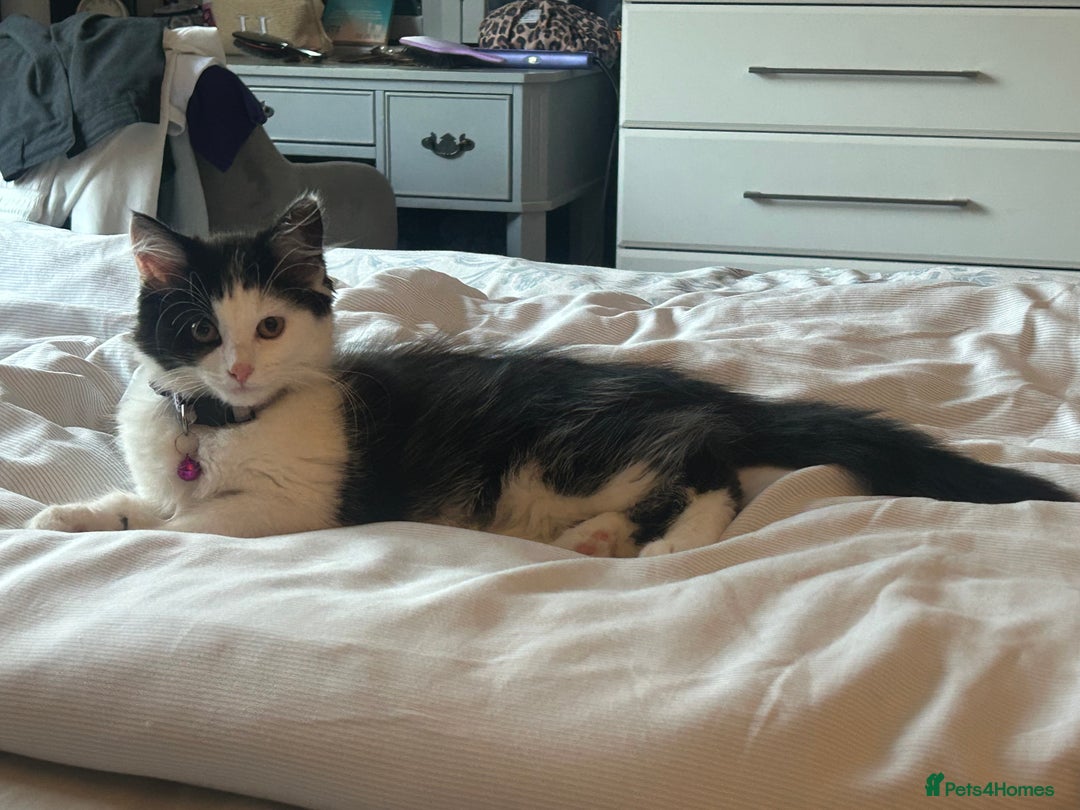Mixed Breed cats for sale: X2 black and white fluffy girl kittens left - Image 5
