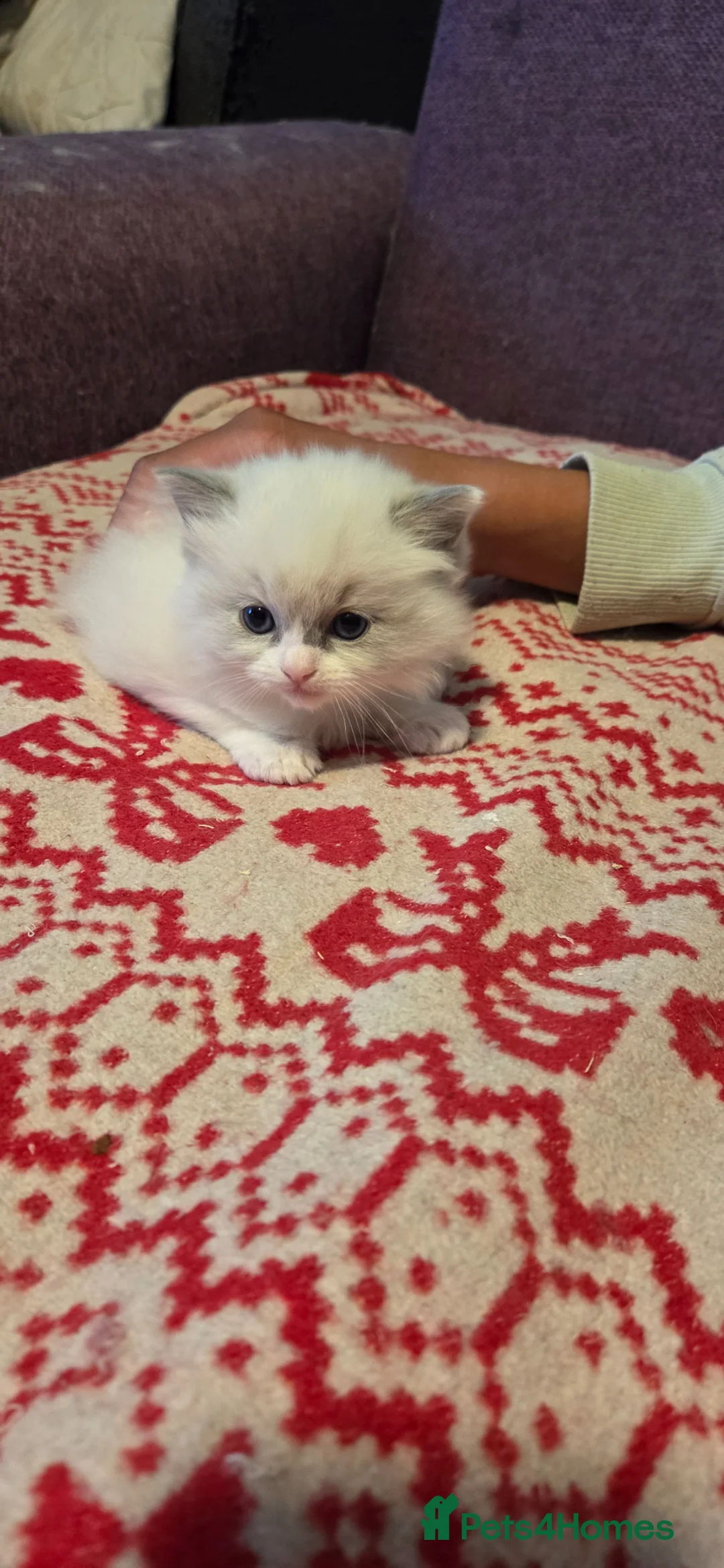 Ragdoll cats for sale: Beautiful Ragdoll girl - Advert 2